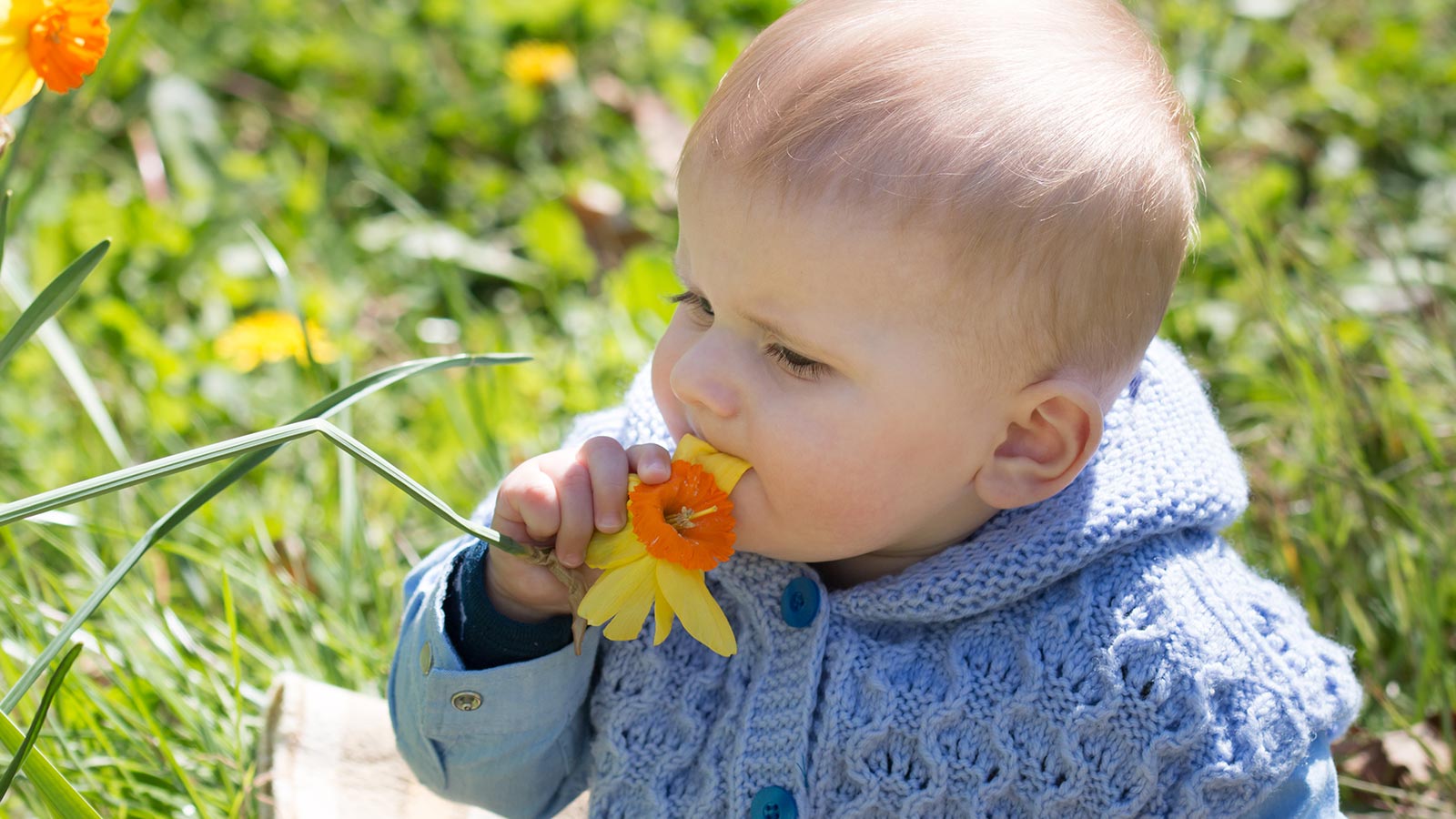 Lista de flores comestibles